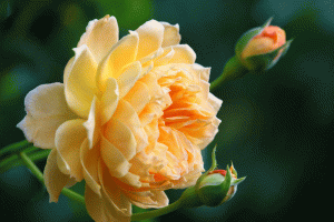 Vẻ đẹp rực rỡ của hoa hồng vàng