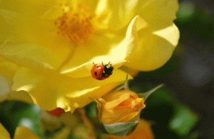 Vẻ đẹp chân thành của hoa hồng vàng