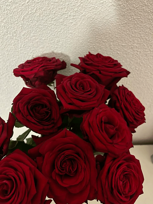 Ý nghĩa của hoa hồng đỏ luôn gắn liền với biểu tượng của tình yêu bất diệt