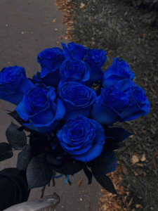 Ảnh đại diện ý nghĩa bông hồng xanh